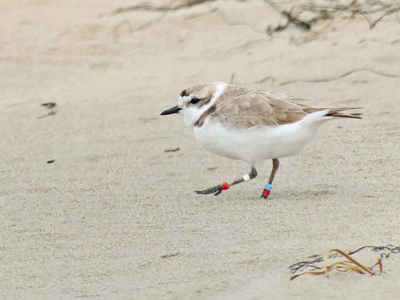 Plover on the move Small white and sand-colored bird with colored leg bands walking along a beach