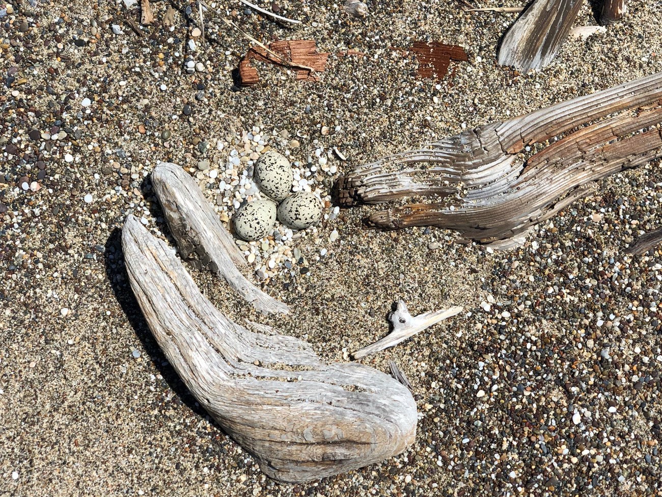 Western snowy plover nest Three speckled eggs in a shallow scrape in the sand between two pieces of driftwood