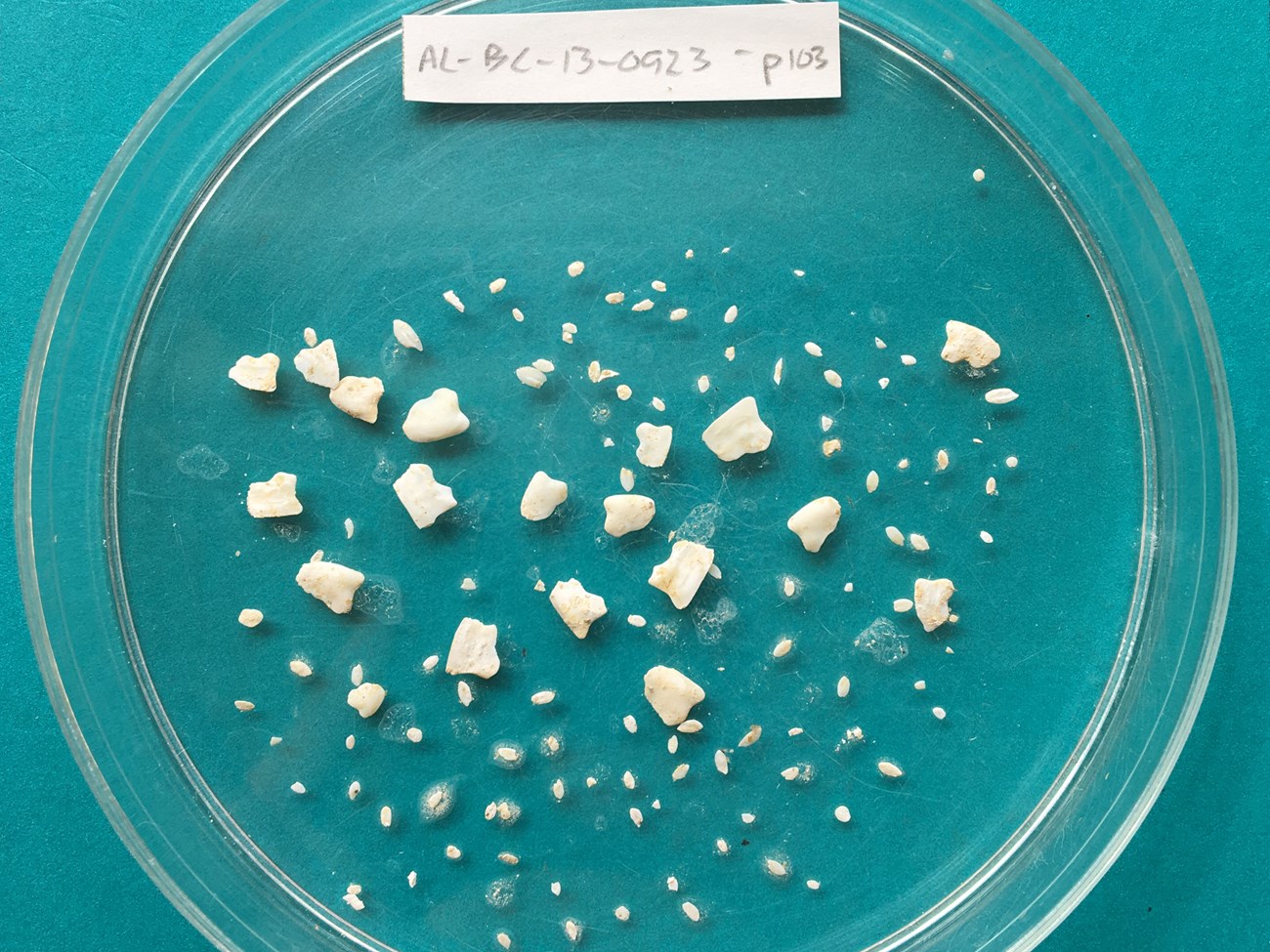 Fish otoliths Small, white fish ear bones of varying sizes in a Petri dish