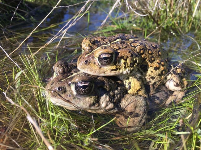 Two toads, one on top of the other, in shallow water