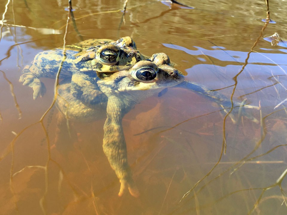 Male toad grasping the back of a female toad as they float in a pond