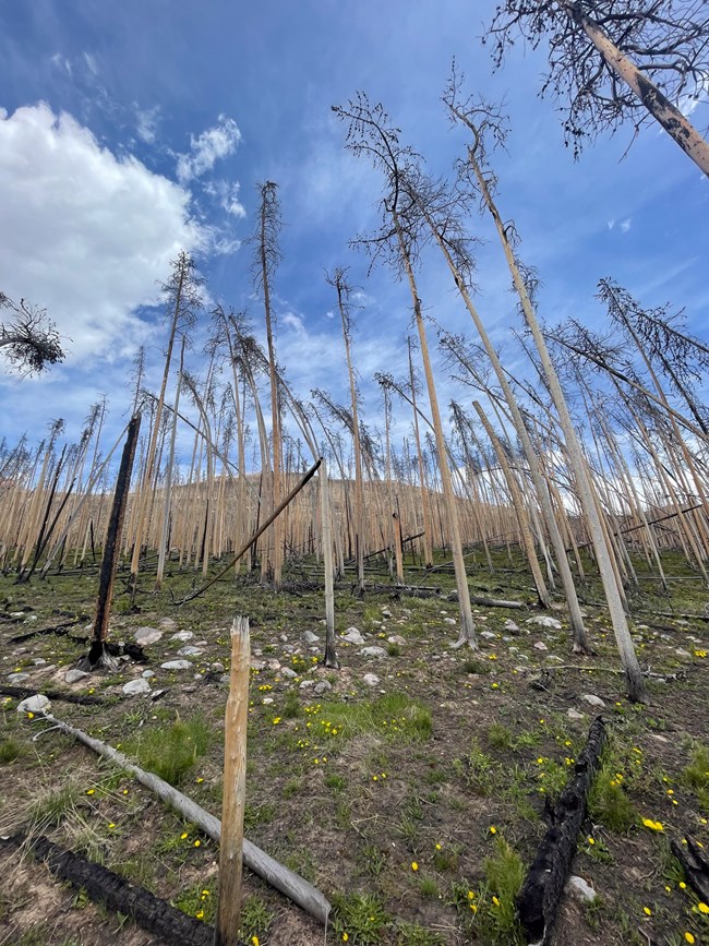 burned lodgepole pine