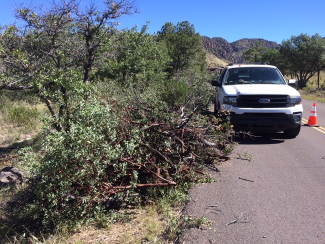 Cut vegetation piled along the road