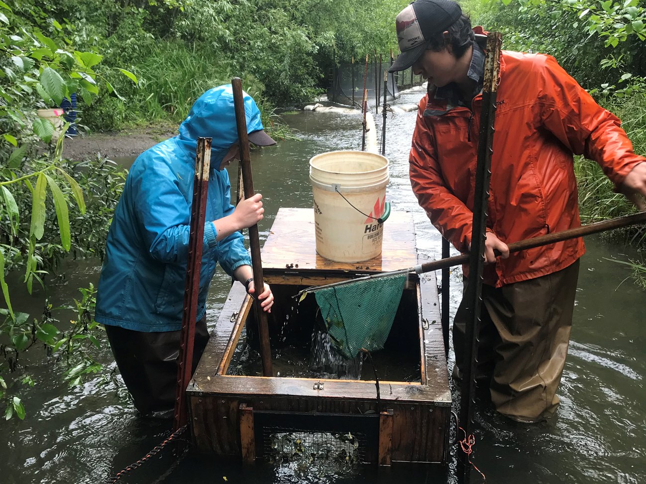 Checking a smolt trap in the rain Two fishery crew members lean over the top of a smolt trap as one of them removes fish from the trap with a net