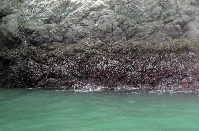 Vertical rock wall emerging from the ocean colored by different bands of intertidal life