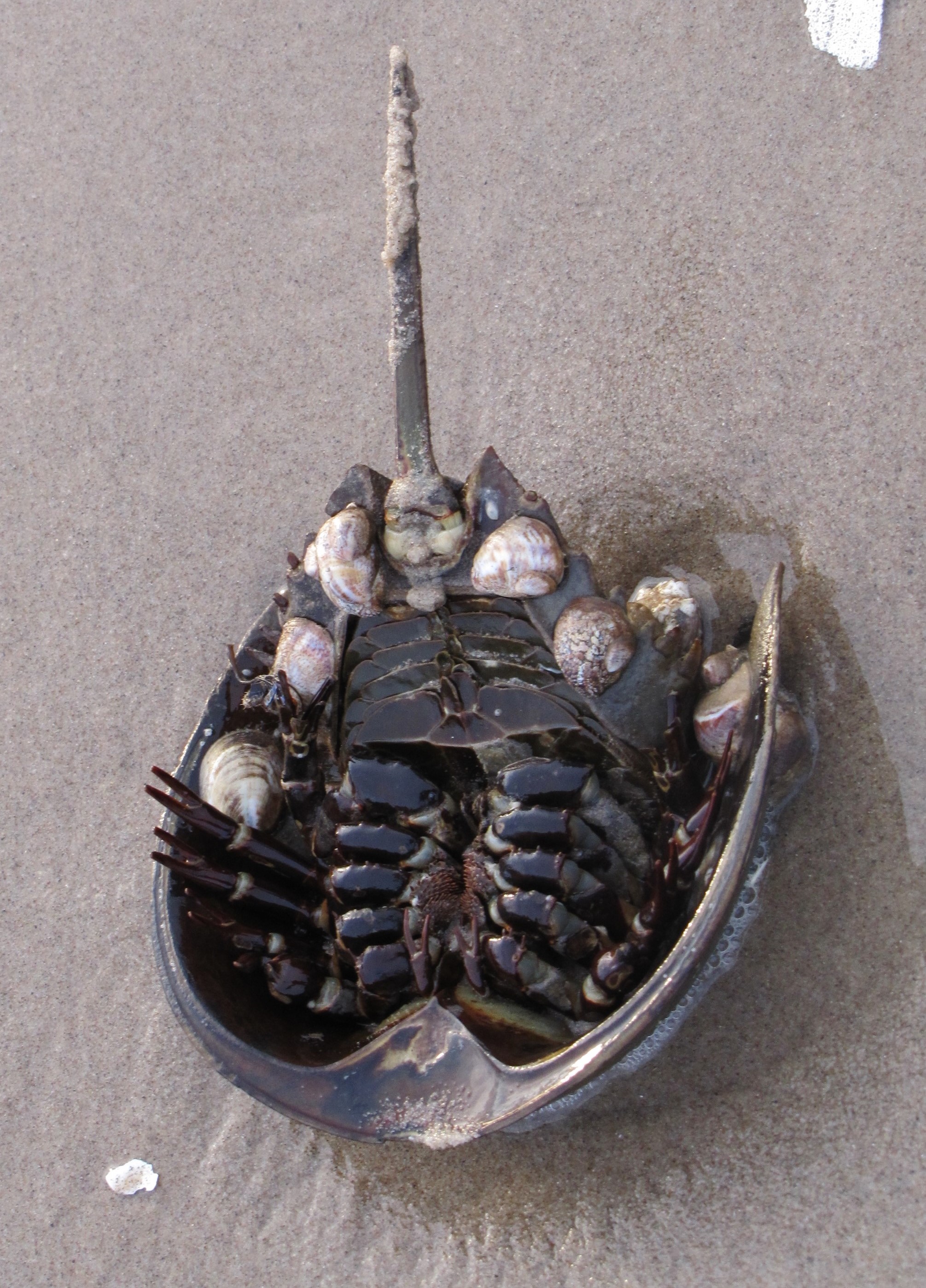 Origineel peper zuiverheid Northeast Coastal and Barrier Network Species Spotlight: Atlantic Horseshoe  Crab (U.S. National Park Service)