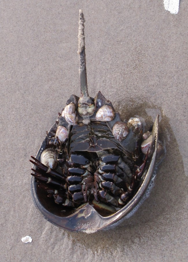 A horseshoe is flipped on its back exposing its underside and many pairs on legs