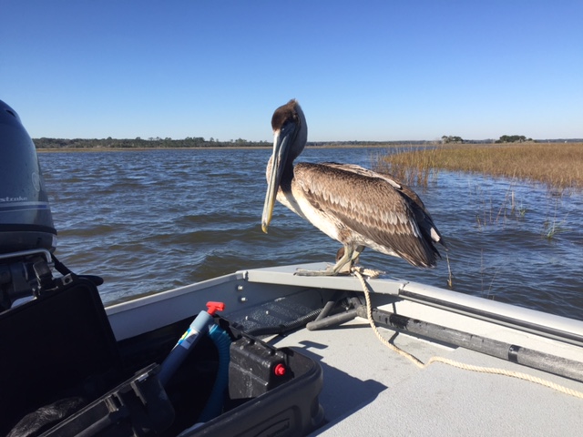 Brown pelican sitting on the bow of a boat as it moves along the marsh