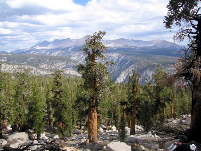 Foxtail pine stand