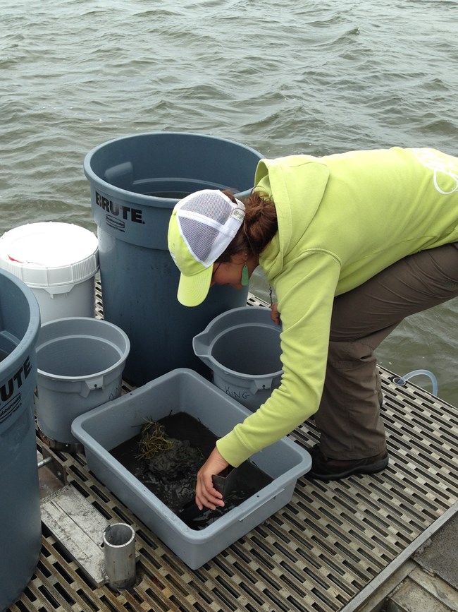 Lafrance looks through a bucket that contains a grab of the seafloor.