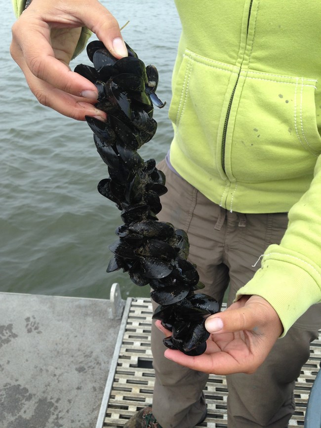 LaFrance holds a string of mussels