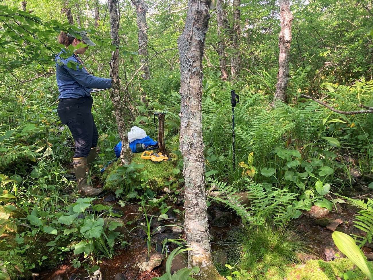 A researcher in a lush forest looking at a clipboard. A backpack and measuring tape sit on a mossy surface.