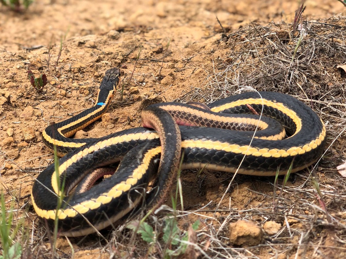 Alameda Whipsnake A Slithery Tail Continues U S National Park