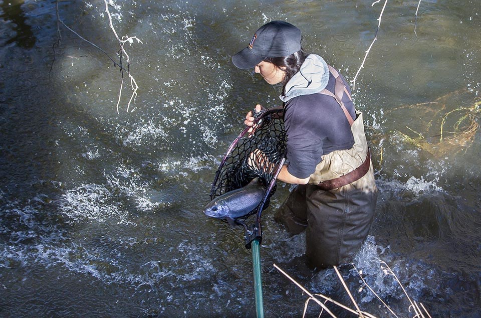 Person thigh-deep in Redwood Creek, releasing a large coho salmon from a net into the creek.