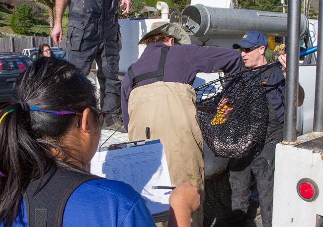 People use a net to transfer coho from a tank on a truck to a cooler while another person fills in a data sheet.