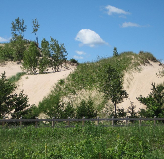 dune and vegetation