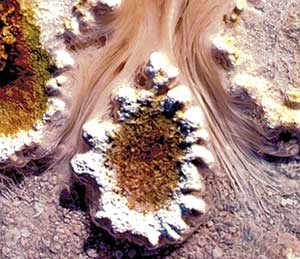 Filamentous bacteria in hot spring runoff, Yellowstone National Park. Filamentous bacteria in hot spring runoff, Yellowstone National Park.