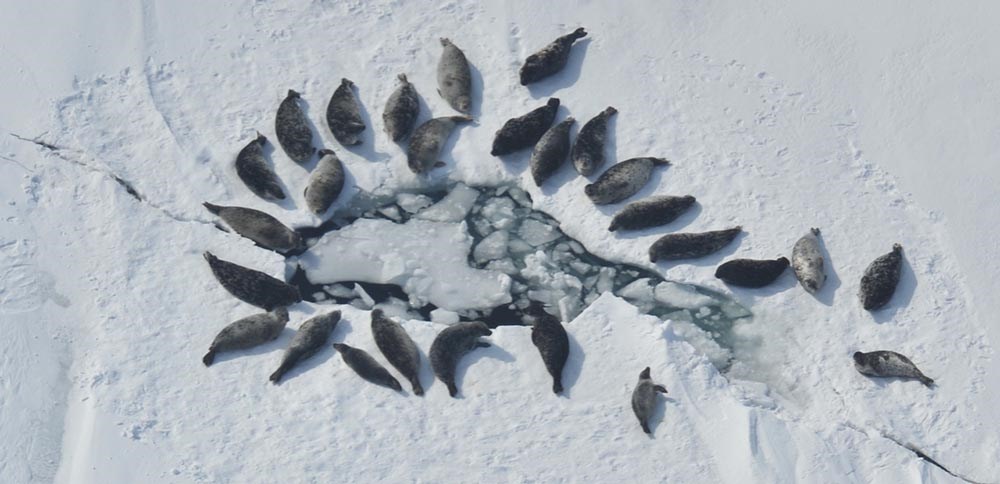 Iliamna Seals on Ice LACL_web Seals hauled out around a hole in the ice on Lake Iliamna.