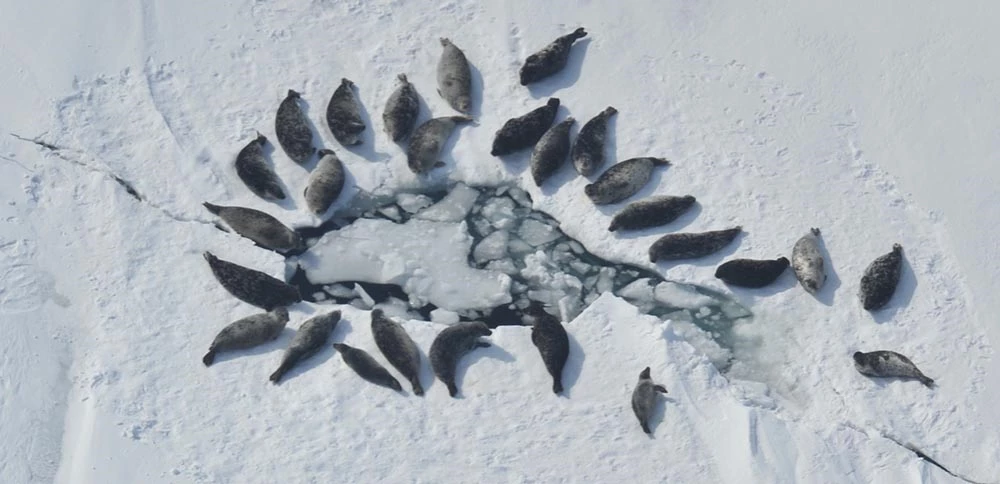 Iliamna Seals on Ice LACL_web Seals hauled out around a hole in the ice on Lake Iliamna.