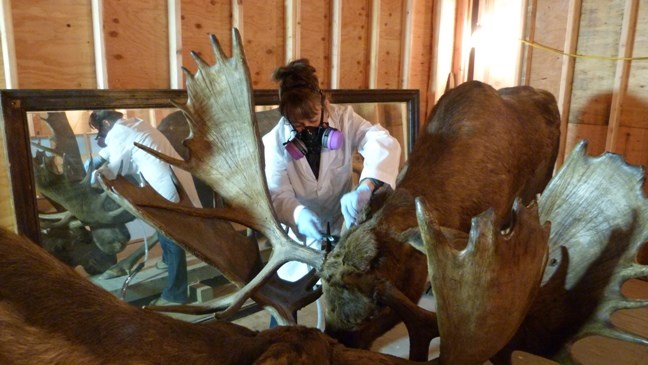 An employee wearing protective gear while cleaning a stuffed moose