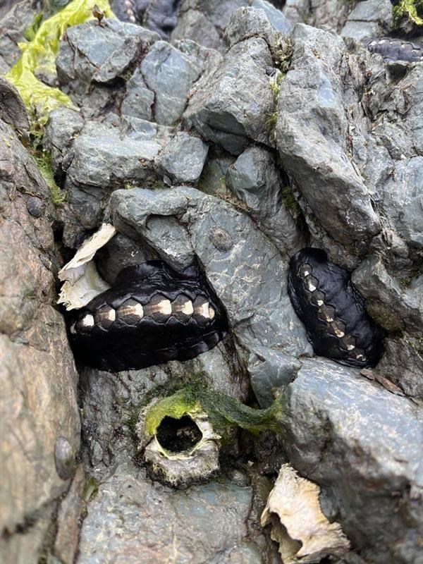 Two bidarkis (chitons) amongst intertidal rocks