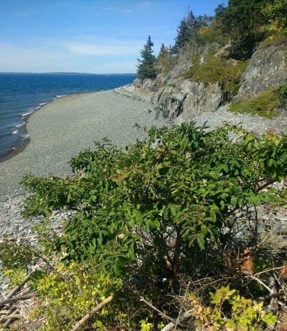 Flowering invasive plant on rugged coastline