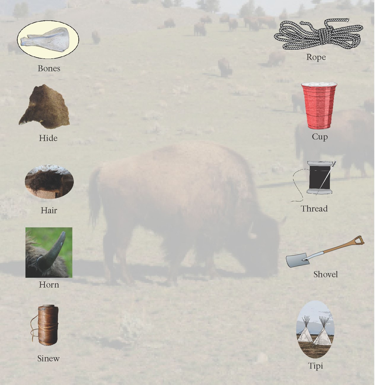 Image with bison in background and different items to match on the right and left.