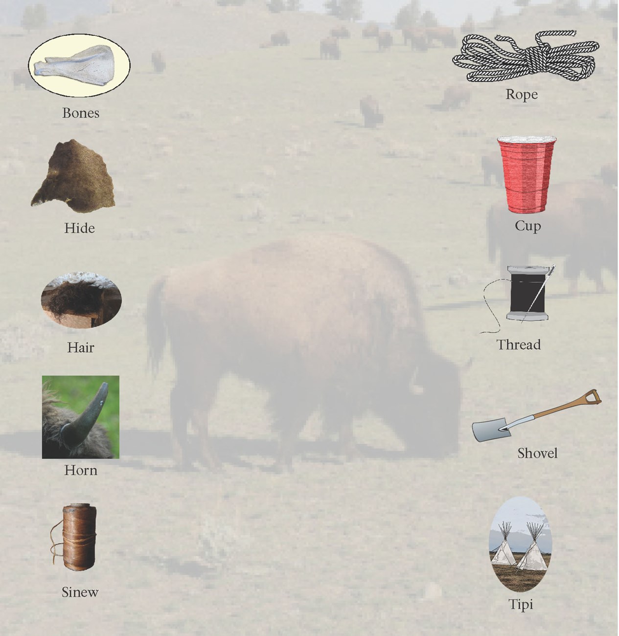 Item Match-Online Jr. Ranger Image with bison in background and different items to match on the right and left.