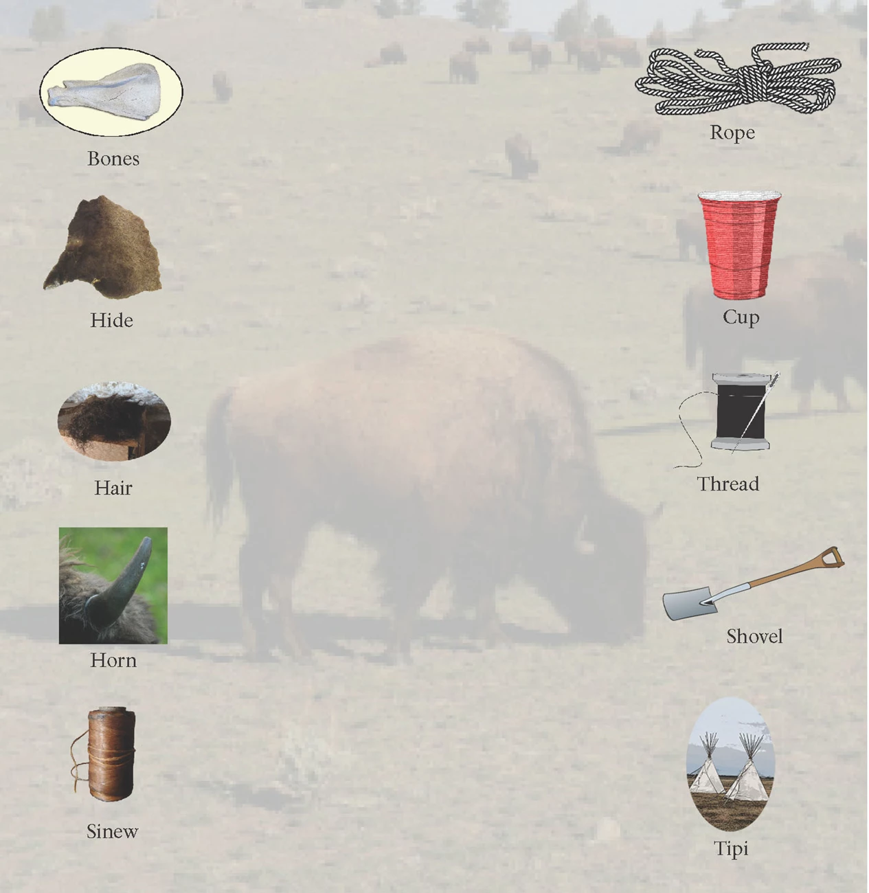 Item Match-Online Jr. Ranger Image with bison in background and different items to match on the right and left.