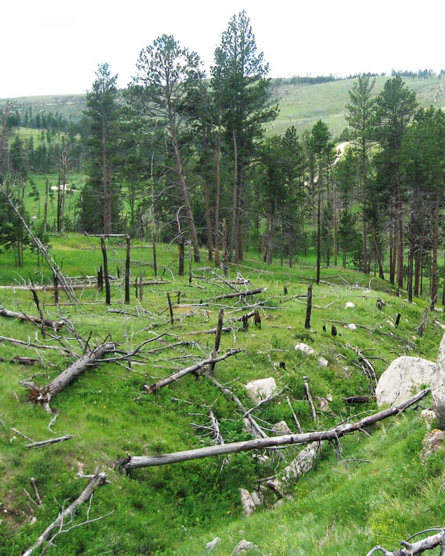 grassy slopes with dead and downed tree trunks and tall growing trees in the middle ground