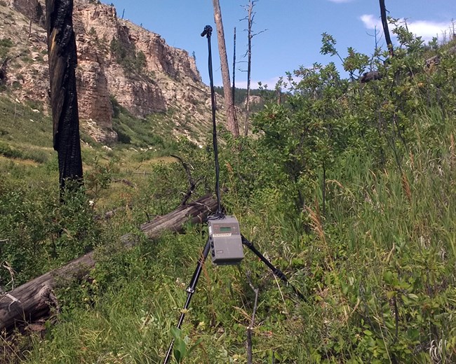 Bat acoustic recording equipment on a tall tripod in open woodland by some cliffs