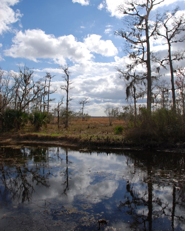 JELA_baldcypress_nocover wetlands