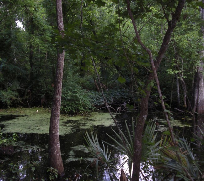 wetlands