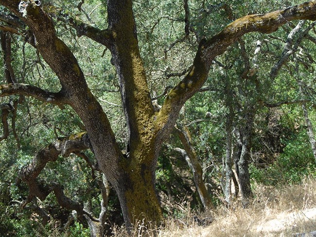 A stand of oak trees on a hillside