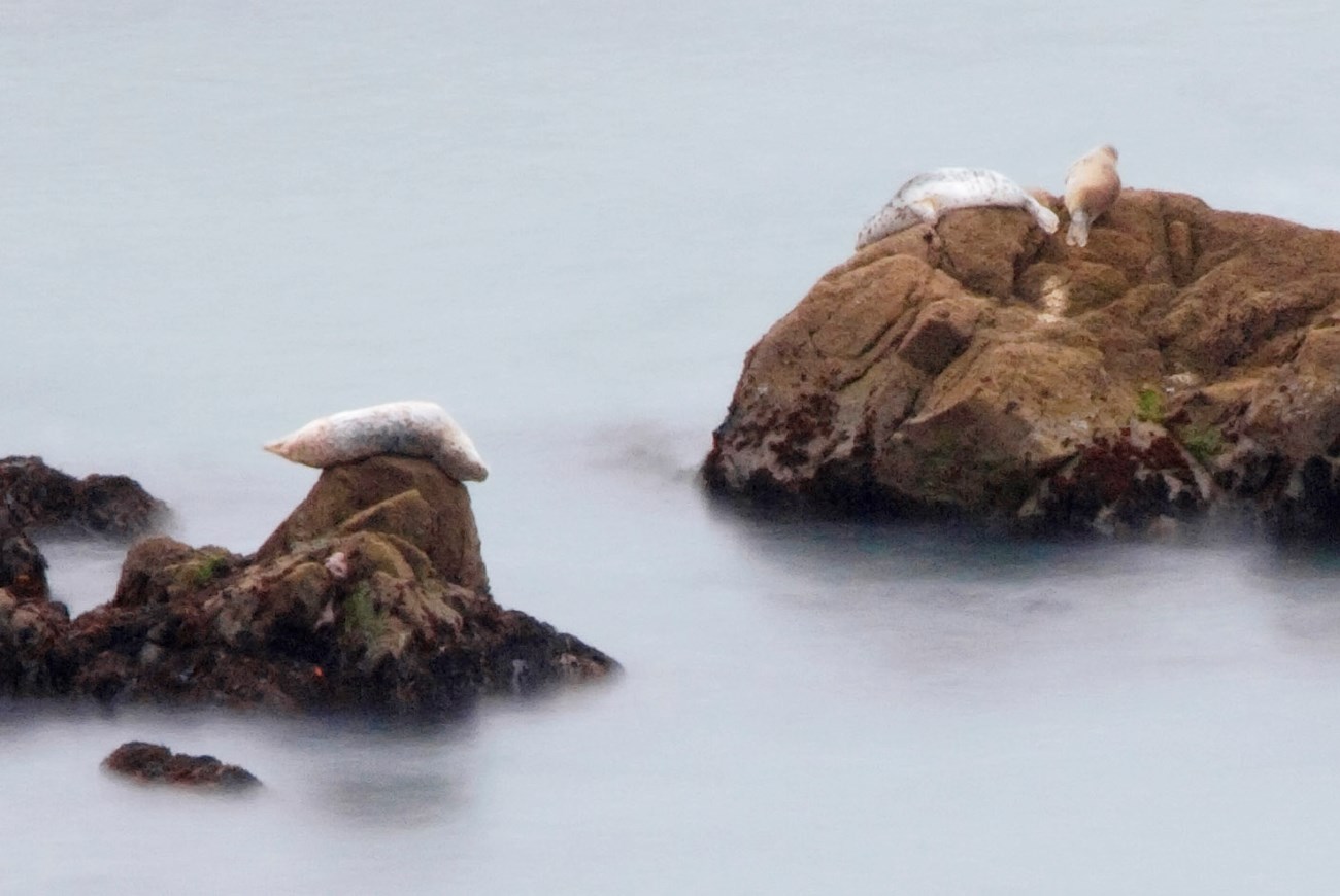 Three harbor seals resting on rocky islets rising above the water during a low tide.
