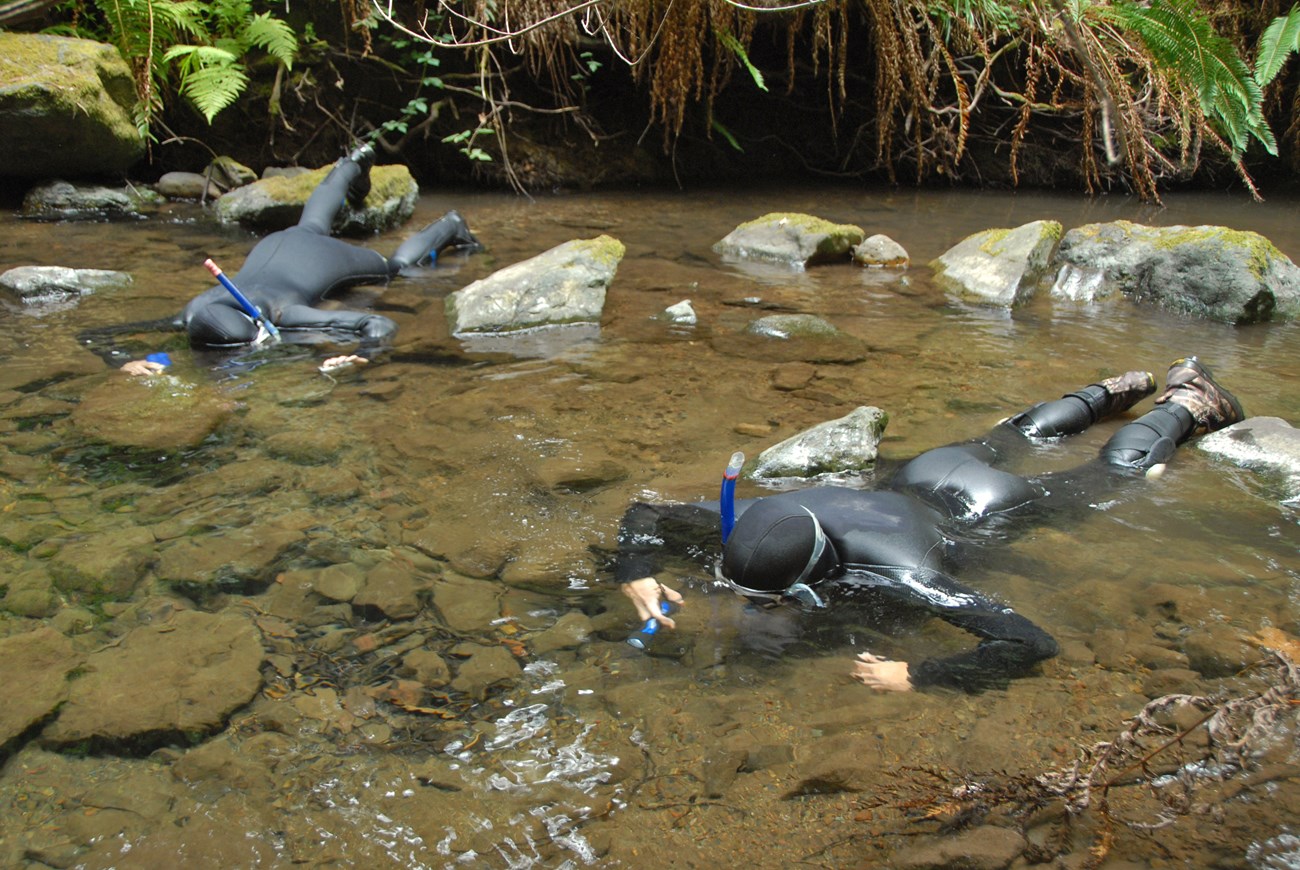 Snorkel survey in Redwood Creek Two people in wetsuits snorkel in a shallow creek, looking for fish with flashlights.