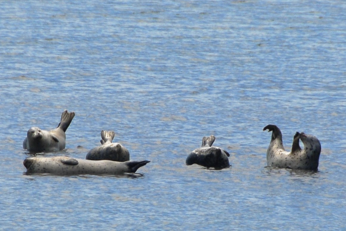 Harbor seals in the water