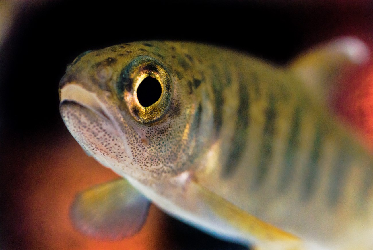 Juvenile coho salmon Close-up of a juvenile coho salmon.