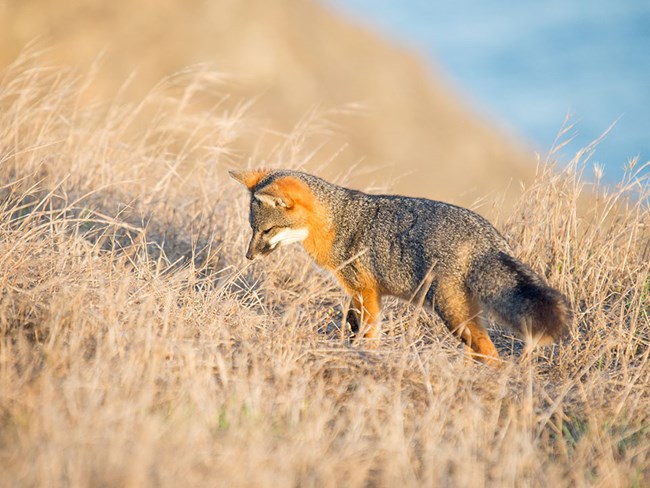 Island fox hunting among dried grasses on a Santa Cruz Island cliff-top