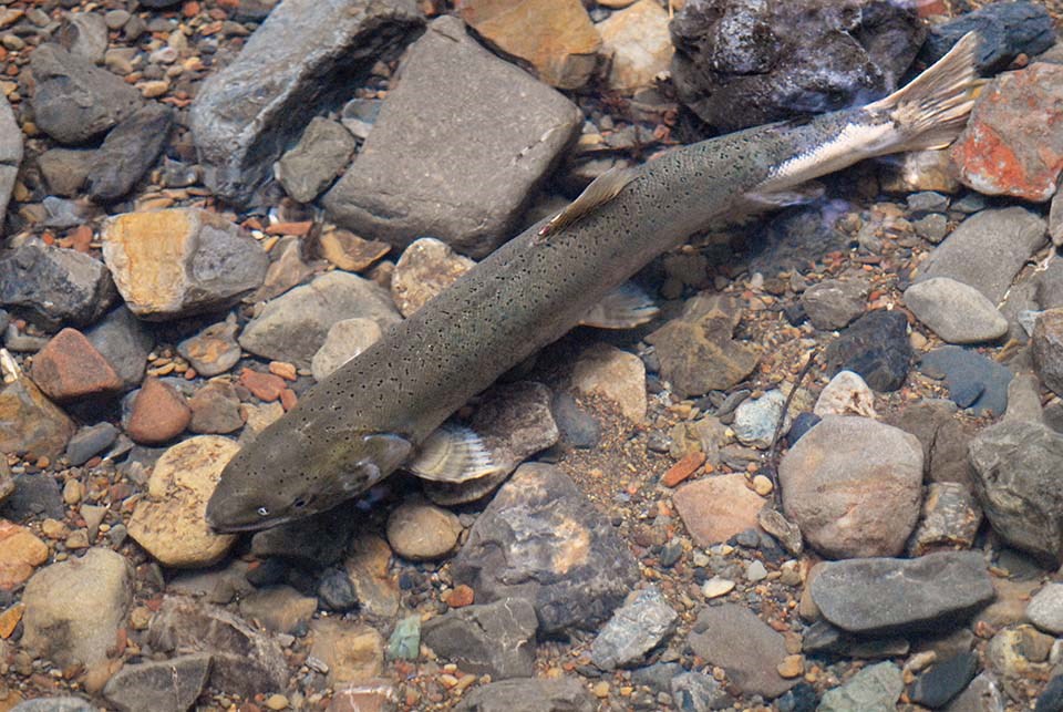 Large, greenish, black-speckled fish swimming against the current over a rocky creek bed