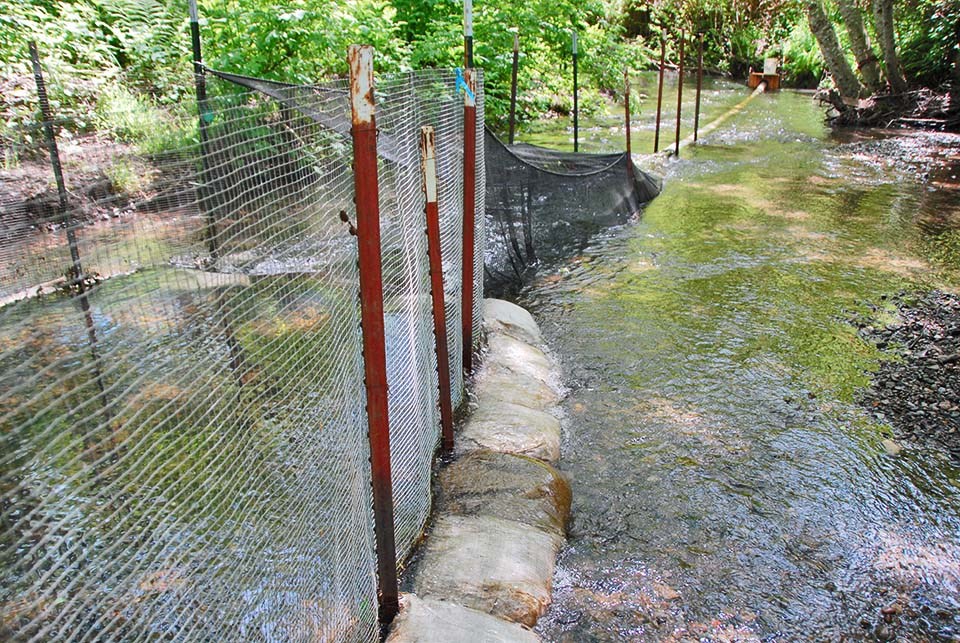 Netting, posts, sandbags, and a pipe assembled in a creek to funnel fish into a wooden trap visible further downstream