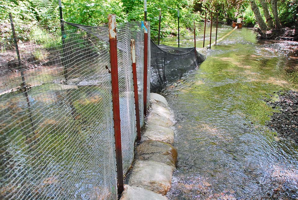 Smolt trap Netting, posts, sandbags, and a pipe assembled in a creek to funnel fish into a wooden trap visible further downstream