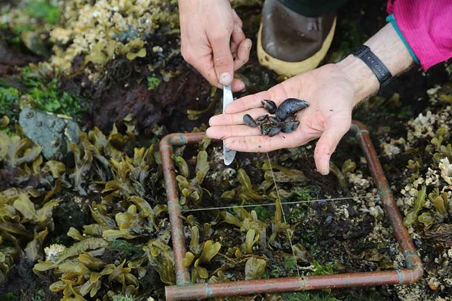 A researcher shows a handful of mussels collected from a survey plot.