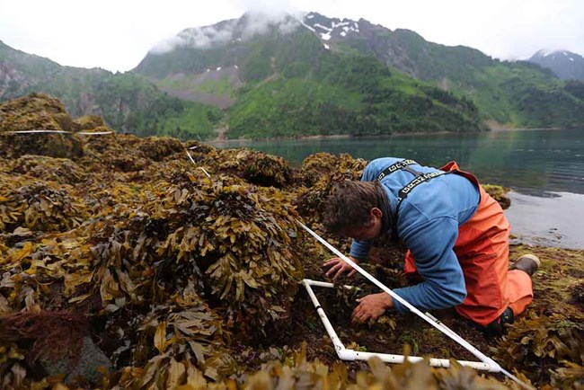 A researcher collects data on rockweed cover within a plot.
