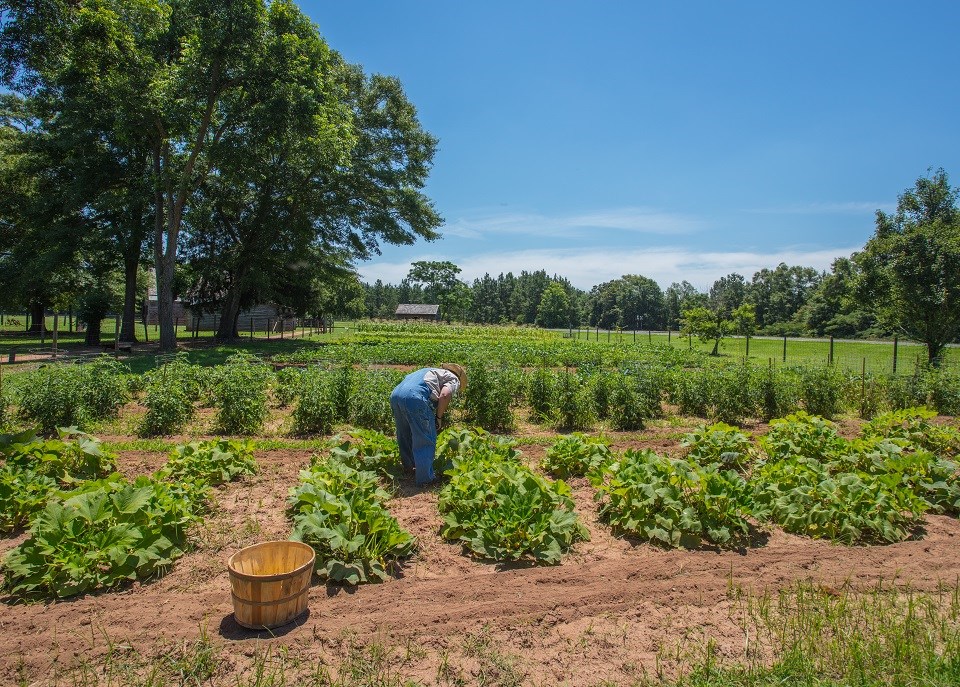 Person in an agricultural field