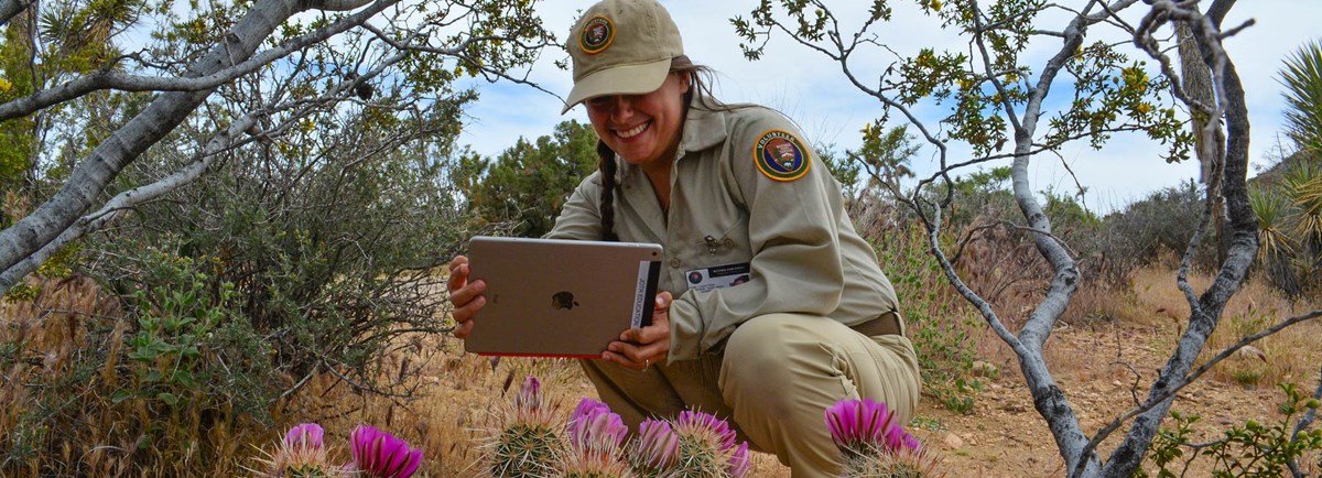 Volunteer taking images of desert flowers on a tablet