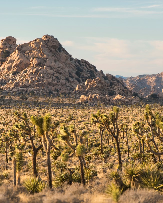 desert landscape