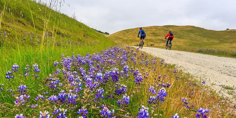cyclists on a trail with purple flowers in the foreground