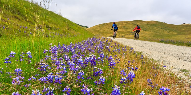 cyclists on a trail with purple flowers in the foreground cyclists on a trail with purple flowers in the foreground