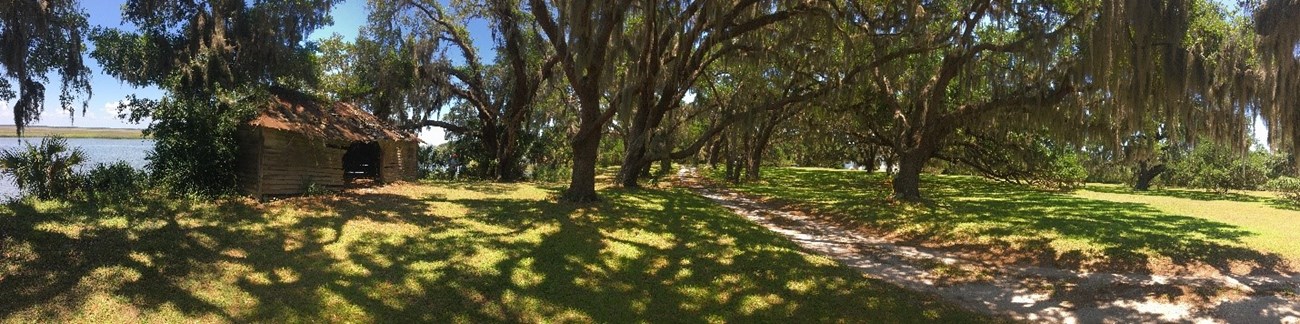 Shade trees with a building on the left